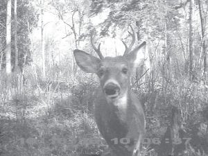 Cook County News-Herald owner Hal Kettunen captured this buck on his game camera near his Pike Lake residence, but we will see if the deer is anywhere to be found when hunting season starts. Typically the deer disappear the day hunting season starts.