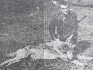 This picture published on Oct. 1, 1953 shows the starved wolf that gobbled one dog and almost got another before their master, David Rutford, shot it with his shotgun. The incident took place near Lake Christine, Lutsen. Here Rutford displays the wolf, but he said he’d rather have had his dog.