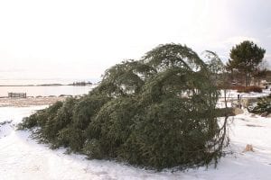 Last Friday night high winds blew trees down across Cook County, blocking roads and landing on power lines in places. One of the “tree” victims was the Christmas tree put up in Harbor Park by the city of Grand Marais. The city promises the tree will be put back up in time for the Friday night lighting ceremony.