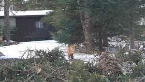 Adrian Howard-Larsen and his father were out looking at the damage caused by the big storm that came through the county on Friday, November 18, and they encountered this fox standing in a bunch of broken evergreen branches. The little fellow didn’t seem too concerned when Adrian rolled down his window to snap some pictures with his cell phone, and at one point almost walked up to the car before turning around and trotting slowly off into the woods.