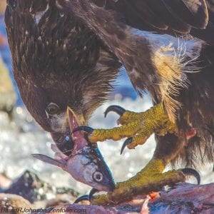 Noted Grand Marais outdoor photographer David Johnson never ceases to amaze. Here he captured a juvenile bald eagle as it eats its catch. Note the detail in the eagle, especially the talons.