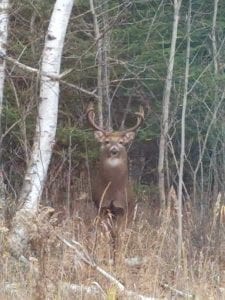 Josiah Avery submitted this photo taken near his Colvill home last week, remarking, “This huge 12-point just thought he would drop in to tease us after season. It’s funny how you can sit in the stand every day of the two-week period of hunting and not see a deer. Then, the first day after season, you take a drive and see this taunting big boy.”