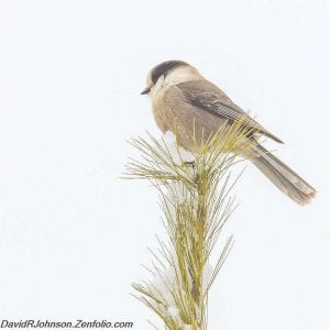 A regal chickadee sits atop a pine tree with what looks like nary a care in the world. Chickadees, and any other variety of bird that can be spotted, will be part of the 2016 Annual Audubon Christmas Bird Count that will be held on December 17.