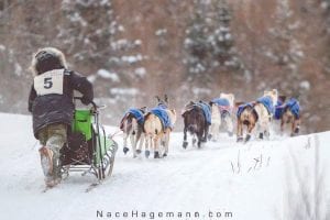 Two big dog sled races will soon be coming to Cook County. On January 7 the Gunflint Mail Run will embark from Trail Center Lodge and on January 29, the legendary John Beargrease Sled Dog Marathon will start in Two Harbors and mushers will make their way to Grand Portage before heading back.