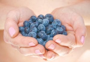 More wild berries like this handful of blueberries, above, will be planted in Grand Portage and Fond du Lac under a project headed by the North American Water Office.