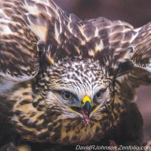 Recently award-winning local outdoor photographer David Johnson took a rare close-up of a hawk. How Mr. Johnson navigates—even with telephoto lenses—to take the many and varied exquisite pictures of wildlife he does is his secret. This hawk, by the way, might be one of Santa’s helpers, spotting the good children and the bad children from above and getting that list back to Santa.