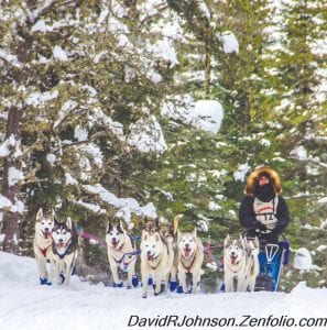 Finland musher Jennifer Freking was pulled by her happy team of blue-booted Siberian Huskies in the 2016 John Beargrease sled dog half marathon. This year both Jennifer and her husband Blake will race in the full distance Beargrease race.