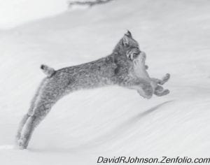 Noted local wildlife photographer David Johnson was out taking pictures of a mama lynx with her youngsters when, he said,“In a blink of an eye one of her yearling kittens appears with lunch, a snowshoe hare, wow!”According to the Minnesota Department of Natural Resources, “The Canada lynx is a rare wildcat in Minnesota, and is most likely to occur just after the population of their main prey, snowshoe hare, crashed in Canada. The lynx has large snowshoe-like feet that enables it to walk on top of deep, soft, snows.”