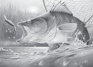 The Minnesota Department of Natural Resources (DNR) is promoting fishermen to purchase Walleye Habitat Stamps. Proceeds from the sale of stamps are used to buy walleye from private producers. The fish are then stocked in lakes that don’t have naturally reproducing populations.