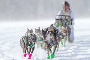 With temperatures dipping at times below zero, the people watching the Gunflint Mail Run last Saturday got cold if they stayed out too long to observe. As for the dogs, the weather was spot-on perfect. A good pair of booties and the weight of the sled is all that they need to keep them warm as they pull the mushers who direct them along the trails.