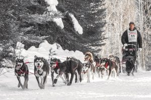 Nathan Schroeder and his happy team of sled dogs powered their way to a first place finish in the 2016 John Beargrease Sled Dog Marathon. Both Schroeder and 2015 Beargrease champ Ryan Anderson of Ray, Minnesota are entered in the 2017 race.