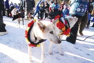 After pulling Ryan Anderson for 373 miles through rugged, hilly, sometimes-twisty John Beargrease trails, Ryan’s dogs were adorned with flowers at the finish line. Anderson and his team of champion sled dogs will get little rest as they prepare for the famed Iditarod race in Alaska. The dogs will pull his sled over 1,000 miles in the biggest mushing event on the planet. A strong finish there might result in two rings of flowers around his beautiful dogs’ necks.