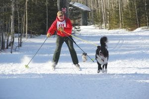 The Dog Days of Winter Fun are coming March 11 and March 12 at Trail Center, located midway up the Gunflint Trail. One possible entrant might be Marco Good, seen here skijoring in a recent competition held on Pincushion. Note the small dog trailing Marco. This is also his dog, and regularly trains with him, but is too small to help Marco skijor.