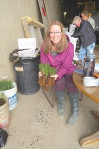 Tina Hegg displays some of the seedling trees that Hedstrom's will soon be giving away again this year. Individuals can receive up to 250 seedlings. Please email Tina with your order at tina@hedstromlumber.com