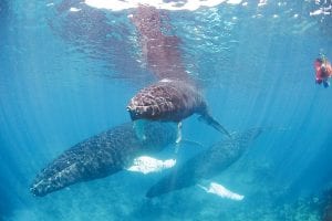 Thousands of humpback whales gather and frolic off the coast of the Dominican Republic every winter, but only a small percentage of people have the opportunity to swim along with them and see the gentle giants up close. Laurie Senty of Grand Marais was among those lucky few, calling the experience “peaceful and exciting…all at the same time.”