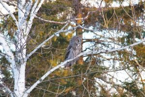 Who, who do you see? It’s me, an owl in a tree. When I am startled I can fly like the wind. Look at me fly. Why? Something scary startled me.