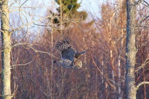 Crystal Clemons was out driving with her husband Chris when they spotted this great grey owl. She took these pictures with her cell phone, capturing the owl with a lot of detail as it flew away.