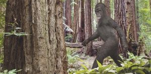 This isn’t the creature that the group from Nebraska spotted on the Gunflint Trail, but it is no doubt a relative from British Columbia. From time to time people claim to see Bigfoot in Cook County’s backcountry. If you do see a Bigfoot, don’t run; yodel instead, said Seymour Apes.