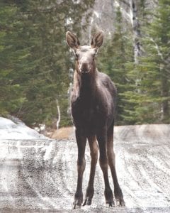 “We were on the Arrowhead in late morning. We found Mac near McFarland Lake as we were traveling north. I thought he was going to stick his head into my window he came so close to the car. Eventually he sauntered off. We continued on and shot the lake, turned around and found Mac about the same place on the trail. We got out again and shot pictures of him and basically, were in awe of this magnificent beast and worried that he was so curious.”