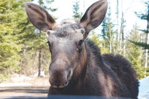 “Mac” trotted alongside us for quite awhile going 15 mph. Not veering off, our driver moved up to 30 mph and he galloped with us until she punched it and left him in the dust! It was the best moose adventure I’ll have in my lifetime!