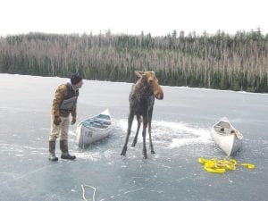 Dave Seaton calmly talks to this yearling cow moose that fell through the ice as she was walking across Hungry Jack Lake on Monday morning. Seaton, owner of Hungry Jack Canoe Outfitters, and several other men spent the best part of the April 10 morning wrestling the moose from the frigid waters of the lake and then getting her to walk to shore.