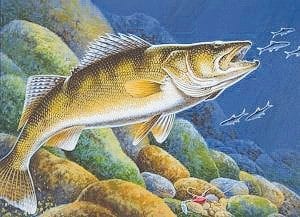 Minnesota walleye fishermen are urged to purchase a walleye stamp when they buy their fishing license. Proceeds from the sale of the stamp are used to restock walleye back into Minnesota lakes.