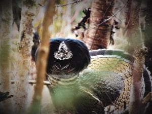 Josiah Avery of Colvill took this photo. “Here is a picture of a grouse that I happened upon while I was working in the yard. I heard him drum close by in the woods and managed to sneak close enough to get this photo,” he said.