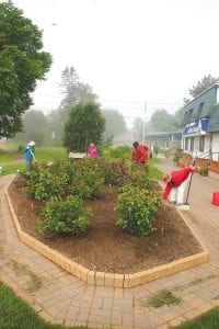 A little mist and drizzle didn’t deter a half dozen members of the Grand Marais Garden Club from attending to the rose garden early last week. Pretty much every Monday morning a dedicated group of gloved gardeners bring rakes, brooms, hoes, and other gardening implements and work hard to make sure the rose garden is weed free and looking good. You might say the rose garden is a blooming success!