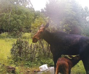 With the number of moose roaming northeast Minnesota less than half of what it was in 2006, it is nice to see hope for a comeback like this one pictured in the scene above with mama moose nursing her calf. There were an estimated 8,840 moose in 2006 and the Minnesota DNR estimated 3,710 for 2017. John Hill captured this maternal moment on the Greenwood Lake Road with his game camera.