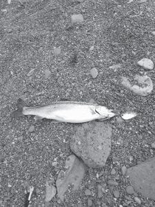 Tyson Cronberg caught this salmon on a Beaver Flick spoon he had made just an hour earlier. Tyson was casting from the mouth of the Cascade River when he hooked this beauty.