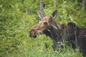 Jeff and Lucy Roste from Alexandria, Minnesota were in Grand Marais last week celebrating their 27th wedding anniversary. As part of their celebration, they traveled up the Gunflint Trail where they came across this moose two miles from the end of the Trail. They said they wanted to share this photo with Cook County News-Herald readers. Thank you, Jeff and Lucy!