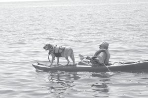 It was about two weeks ago when this kayaking duo came past on the southern side of Artist Point. The dog looked very comfortable, not a care in the world with a yellow tennis ball in its mouth. It was one of the few truly hot days we have had; one might even say it was the “dog days” of summer, so it was very fitting to see this unusual scene.