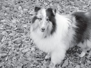 Pip, pip, hooray! Pip is one fast-running dog, eluding capture for more than three days as half of the West End of Cook County searched for him. Lucky enough his owner finally tracked him down (with lots of help) and the young sheltie is safe at home once again.