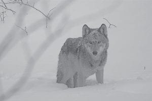 The Minnesota DNR’s most recent wolf count shows the population is growing well above both state and federal minimum levels. The DNR manages wolves for long-term survival in Minnesota.