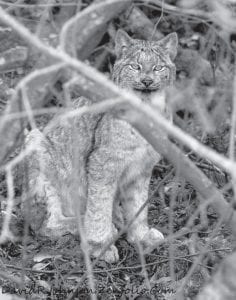 Award-winning outdoor photographer David Johnson happened upon this young Canadian lynx and kept it in place long enough to get a few good pictures by making some mouse squeaking noises. Lynx are so rarely seen that they are called “Ghosts of the Forest.”