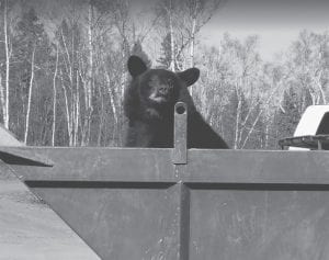 In a search of food, this bear cub and a fellow cub became stuck inside of a dumpster behind the Cascade Vacation Rentals office in Lutsen last week. CVR workers made a ladder for the two mischievous cubs so they could climb out and find their mama, who was high up in a nearby tree.