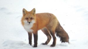 Red fox are in abundance this year. This beautiful fox with the bushy tail was in the yard of Deidre and Hal Kettunen, Pike Lake. Presumably the fox was in search of mice or shrews or some small animal to make a meal of. Deidre said the fox, which appeared at about 7 a.m., was in the yard for about 45 minutes.