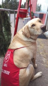 Some people get all warm and fuzzy when they are ringing the Salvation Army bell. The time spent ringing the bell is for a good cause and raises money for many needy causes that benefit society. That’s not the case with Klotz, the friendly golden lab bell ringer at the Tofte General Store. Klotz was born all warm and fuzzy. The bright-eyed, bushy-tailed bell ringer is a favorite of shoppers at the store.