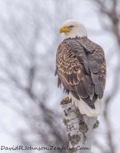 Birders were out in force counting more than 40 species of birds in the annual Cook County Audubon Christmas bird count. Although not as many birds were spotted during the count week this year as compared to last year, over 1,900 birds were seen and recorded by those who took part.