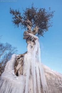 Draped in ice, arms folded and looking out over the lake, the Witch Tree soldiers on through the winter. One of the Northland’s most iconic sights is the Witch Tree, also called Manidoo-giizhens, or Little Spirit Tree by the Grand Portage Band of Lake Superior Chippewa. Growing out of ledge rock on the shore of Lake Superior in Grand Portage, many consider the Witch Tree sacred; French explorer Sieur de la Verendryre first wrote about it in 1731. Today it is protected and considered off limits to visitors unless accompanied by local Ojibwe band members. Noted outdoor photographer Travis Novitsky resides in Grand Portage and is a member of the Grand Portage Band of Lake Superior Chippewa (Ojibwe). His works are sold throughout the county and can be found online.