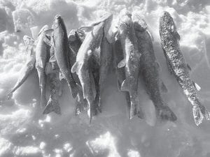 It is estimated that about 10 percent of Minnesota’s licensed fishermen take part in ice fishing. Those patient few that do get out, however, tend to do well. This nice mess of brook trout took all day to catch, but the folks who reeled in these beauties had a great time. All that can be said about the location of the lake is that it is surrounded by trees and brush, a mile-high sky, and the water runs clear up to the lake’s edges.