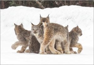 Tofte photographer Thomas Spence got the thrill of a lifetime when he happened upon one lynx standing on a road not far from Tofte. As Spence stopped more and more lynx came from the woods until five cuddled together momentarily, just long enough for him to take several pictures. Spence, who has been shooting pictures for 25 years, was hoping to get a photo of a moose on Saturday morning, Feb. 3. Thomas said he thinks four of the lynx were kittens and one, who the younger ones would go to, was the mother. A female lynx can have as many as six kittens and the young will stay with mamma up to one year. They are also known to hunt together and travel together this time of the year. Over the years Thomas has only seen an occasional lynx, and they were usually on the move. The next day he went back to where he had first spotted these beautiful cats and maybe two miles up the road spotted some tracks, but no lynx.