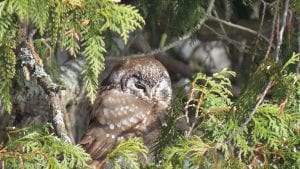 Appearing one night last week on the deck railing of the Kettunen household was this Boreal Owl. The owl was surveying for rodents who often scurry about finding seeds knocked off the Kettunens’ bird feeder. Hunting must have been good, because the next morning this little owl was still perched on the railing with signs of one catch from the night before on the snow below.