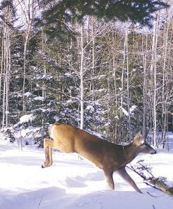 It’s not easy to get a good picture of a deer in full stride as it romps through the snow but Gary Siesennop had his camera out and ready to shoot when this doe bounded by.