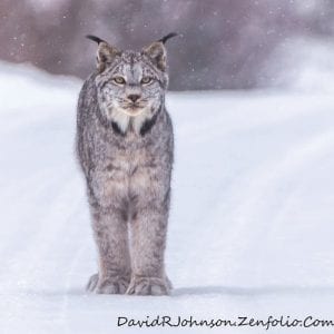 Every winter Grand Marais award-winning outdoor photographer David Johnson manages to find and take beautiful pictures of the regal lynx, called by some the ghost of the forest, and this year is no exception. Note the large paws on this beautiful cat and the tufts of fur on its ears.