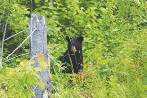 With bears waking up after a long hibernation, especially momma bears with babies in tow, make sure to keep your garbage cans and other items that can hold sources of food out of the way of the hungry black bears.