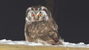 If you want to learn more about owls that live in Minnesota and Wisconsin, and what we can learn from owls, attend the presentation at Sugarloaf Cove Nature Center this Saturday at 10 a.m.