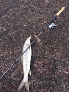 Walleye aren’t the only fish to go after on the opener. Trout, like the one shown above, are also tasty as are northern pike, but you have to get out on the water to catch them.