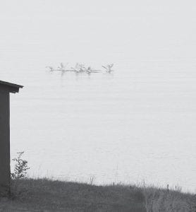 On Sunday evening, May 27, after dinner, Cara Edwards said, “We saw a group of swans on the big lake. I went back to my cabin and got my camera. As I was snapping the third photo from my car on the Croftville Road, they took off and we didn't see them again.”