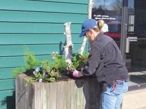 The Grand Marais garden club has been out in force lately filling flower boxes and planting the rose garden next to the Yellow Bird art gallery next to Highway 61. Not only does their work beautify the town, it grows on you throughout the summer.